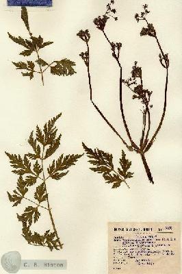 URN_catalog_HBHinton_herbarium_8099.jpg.jpg