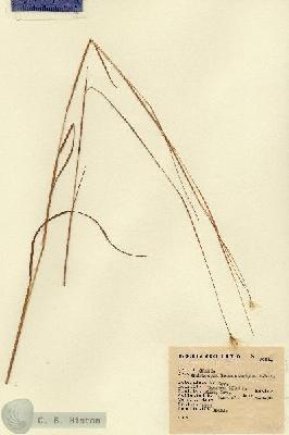 URN_catalog_HBHinton_herbarium_9461.jpg.jpg