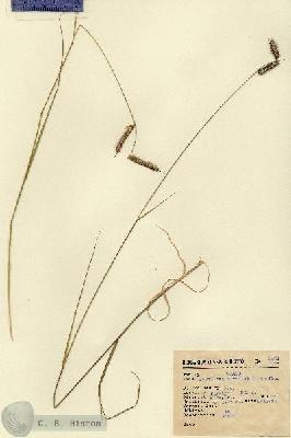 URN_catalog_HBHinton_herbarium_9501.jpg.jpg