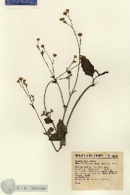 URN_catalog_HBHinton_herbarium_12884.jpg.jpg
