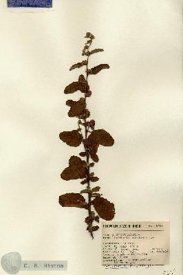 URN_catalog_HBHinton_herbarium_9632.jpg.jpg