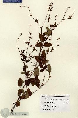 URN_catalog_HBHinton_herbarium_12923.jpg.jpg