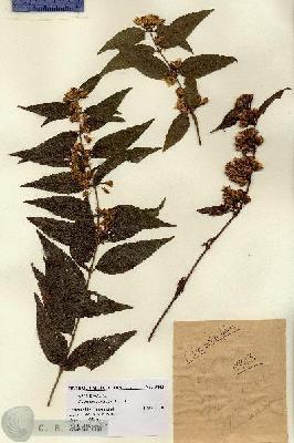 URN_catalog_HBHinton_herbarium_9843.jpg.jpg