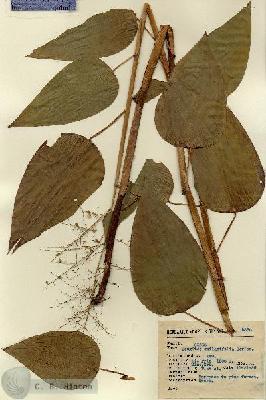 URN_catalog_HBHinton_herbarium_9880.jpg.jpg