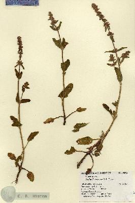 URN_catalog_HBHinton_herbarium_18294.jpg.jpg