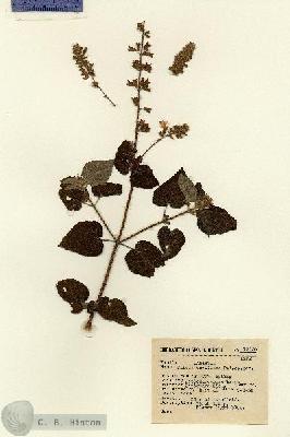 URN_catalog_HBHinton_herbarium_13020.jpg.jpg