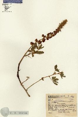 URN_catalog_HBHinton_herbarium_13117.jpg.jpg