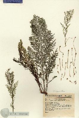 URN_catalog_HBHinton_herbarium_11624.jpg.jpg