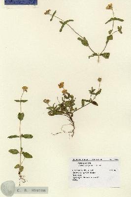 URN_catalog_HBHinton_herbarium_12038.jpg.jpg