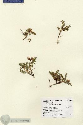 URN_catalog_HBHinton_herbarium_13240.jpg.jpg