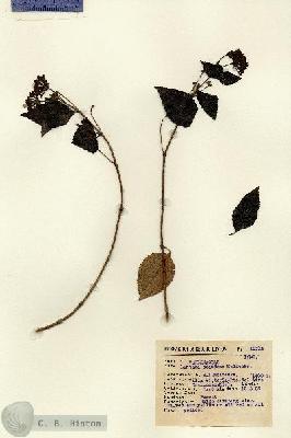 URN_catalog_HBHinton_herbarium_12315.jpg.jpg