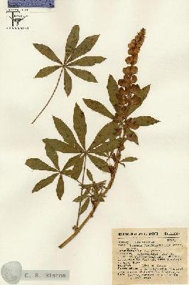 URN_catalog_HBHinton_herbarium_12663.jpg.jpg