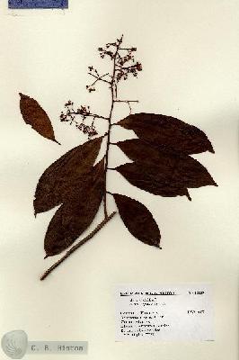 URN_catalog_HBHinton_herbarium_13339.jpg.jpg