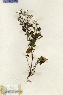 URN_catalog_HBHinton_herbarium_17868.jpg.jpg