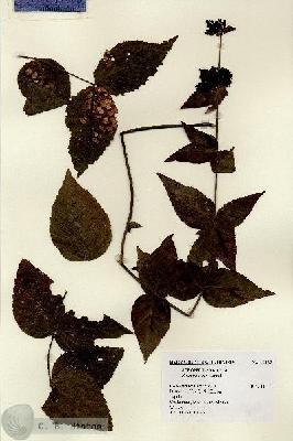 URN_catalog_HBHinton_herbarium_16127.jpg.jpg