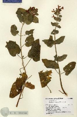 URN_catalog_HBHinton_herbarium_13489.jpg.jpg
