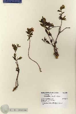 URN_catalog_HBHinton_herbarium_1352.jpg.jpg