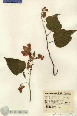 URN_catalog_HBHinton_herbarium_16203.jpg.jpg