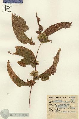 URN_catalog_HBHinton_herbarium_13654.jpg.jpg