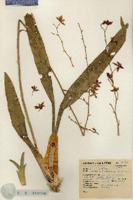 URN_catalog_HBHinton_herbarium_13784.jpg.jpg