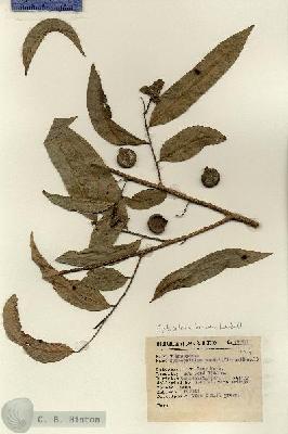 URN_catalog_HBHinton_herbarium_13788.jpg.jpg