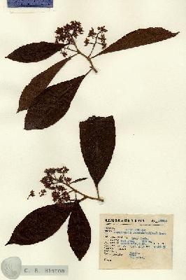 URN_catalog_HBHinton_herbarium_13795.jpg.jpg