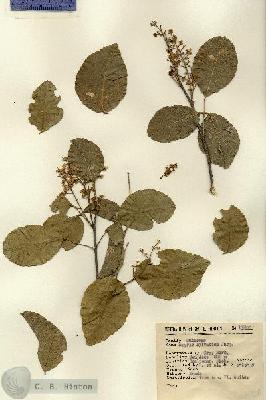 URN_catalog_HBHinton_herbarium_13800.jpg.jpg