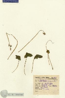 URN_catalog_HBHinton_herbarium_13811.jpg.jpg