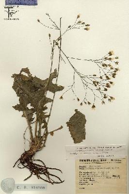 URN_catalog_HBHinton_herbarium_15838.jpg.jpg
