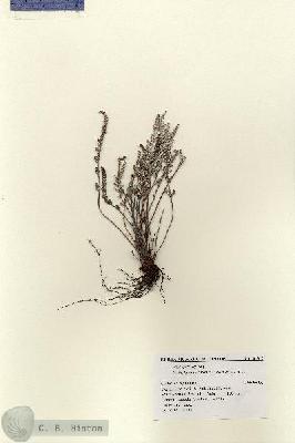 URN_catalog_HBHinton_herbarium_16562.jpg.jpg