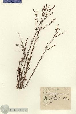 URN_catalog_HBHinton_herbarium_1796.jpg.jpg