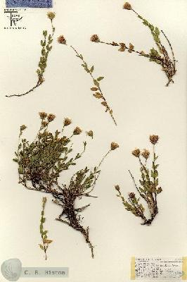 URN_catalog_HBHinton_herbarium_17970.jpg.jpg