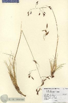 URN_catalog_HBHinton_herbarium_17243.jpg.jpg