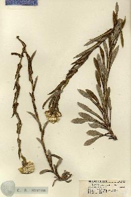 URN_catalog_HBHinton_herbarium_17263.jpg.jpg