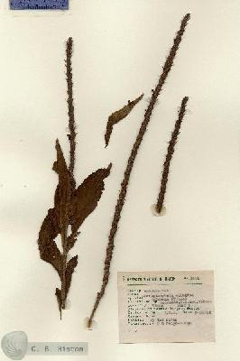 URN_catalog_HBHinton_herbarium_1801.jpg.jpg