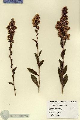 URN_catalog_HBHinton_herbarium_17264.jpg.jpg