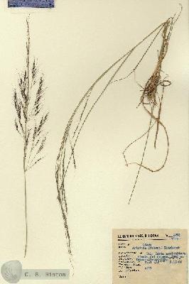 URN_catalog_HBHinton_herbarium_1729.jpg.jpg