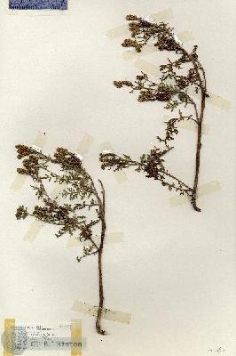 URN_catalog_HBHinton_herbarium_18223.jpg.jpg