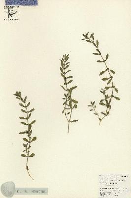 URN_catalog_HBHinton_herbarium_25368.jpg.jpg