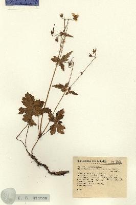 URN_catalog_HBHinton_herbarium_1887.jpg.jpg