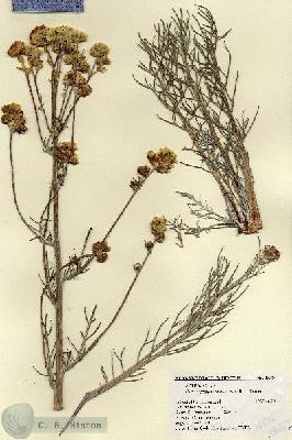 URN_catalog_HBHinton_herbarium_18876.jpg.jpg