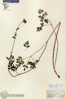 URN_catalog_HBHinton_herbarium_18887.jpg.jpg