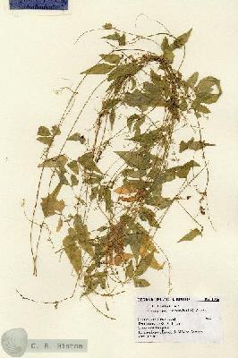 URN_catalog_HBHinton_herbarium_2045.jpg.jpg