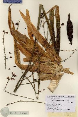 URN_catalog_HBHinton_herbarium_21186.jpg.jpg