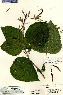 URN_catalog_HBHinton_herbarium_21348.jpg.jpg
