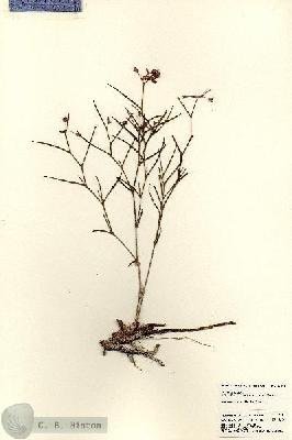 URN_catalog_HBHinton_herbarium_23112.jpg.jpg