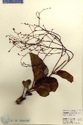 URN_catalog_HBHinton_herbarium_23192.jpg.jpg