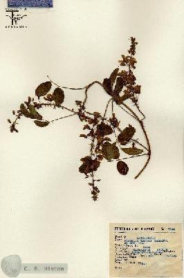 URN_catalog_HBHinton_herbarium_2334.jpg.jpg