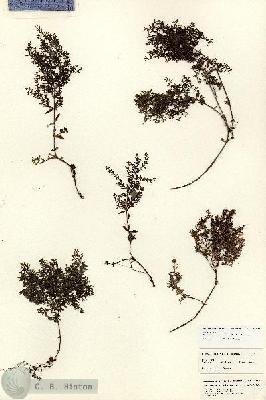 URN_catalog_HBHinton_herbarium_25127.jpg.jpg