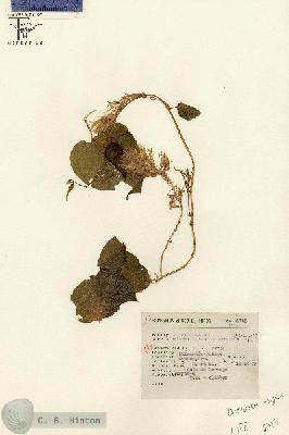 URN_catalog_HBHinton_herbarium_6713.jpg.jpg